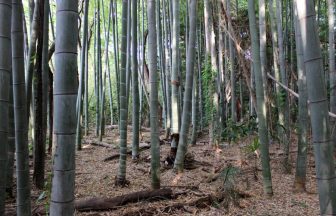 神奈川県　雑木林